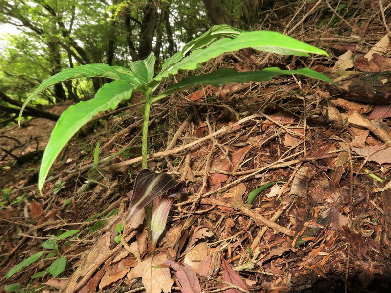Arisaema seppikoense