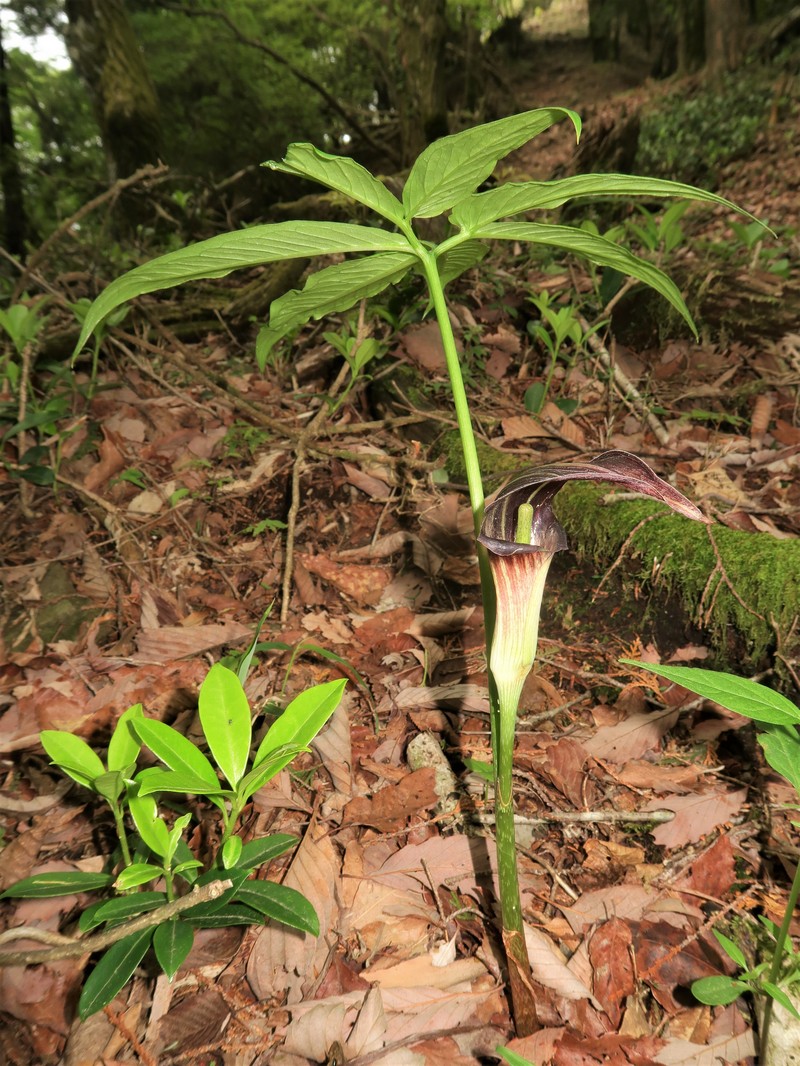 Arisaema seppikoense photo 5