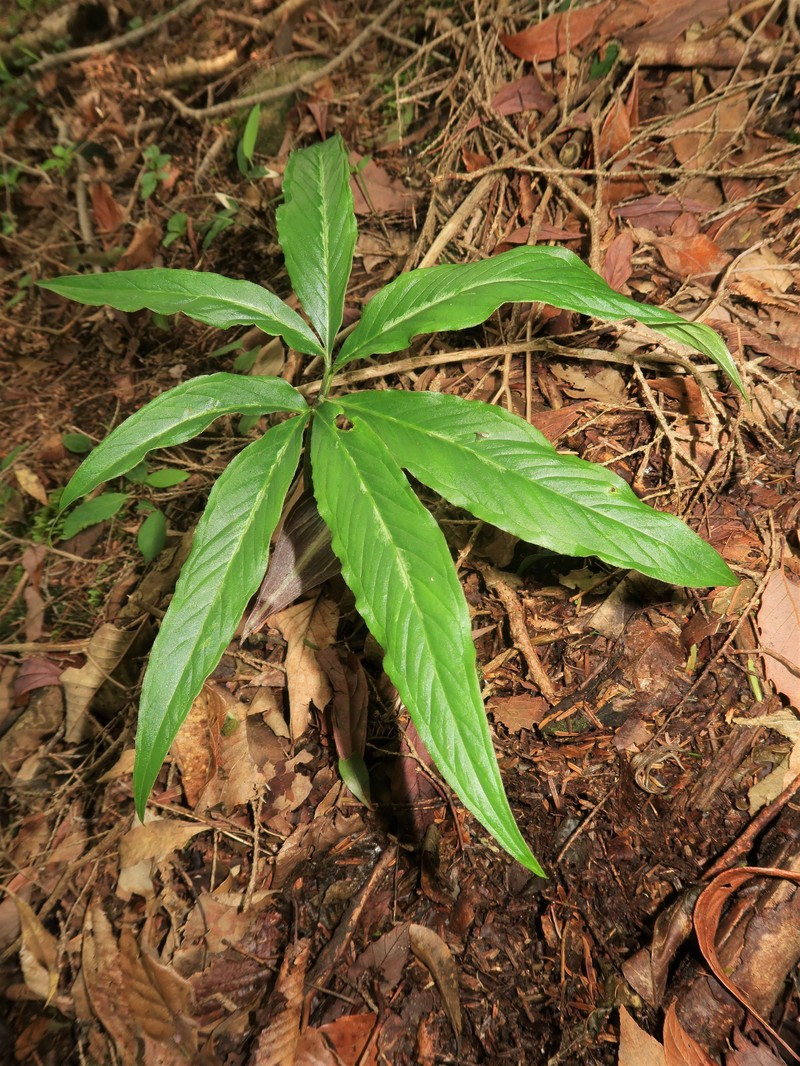 Arisaema seppikoense photo 6