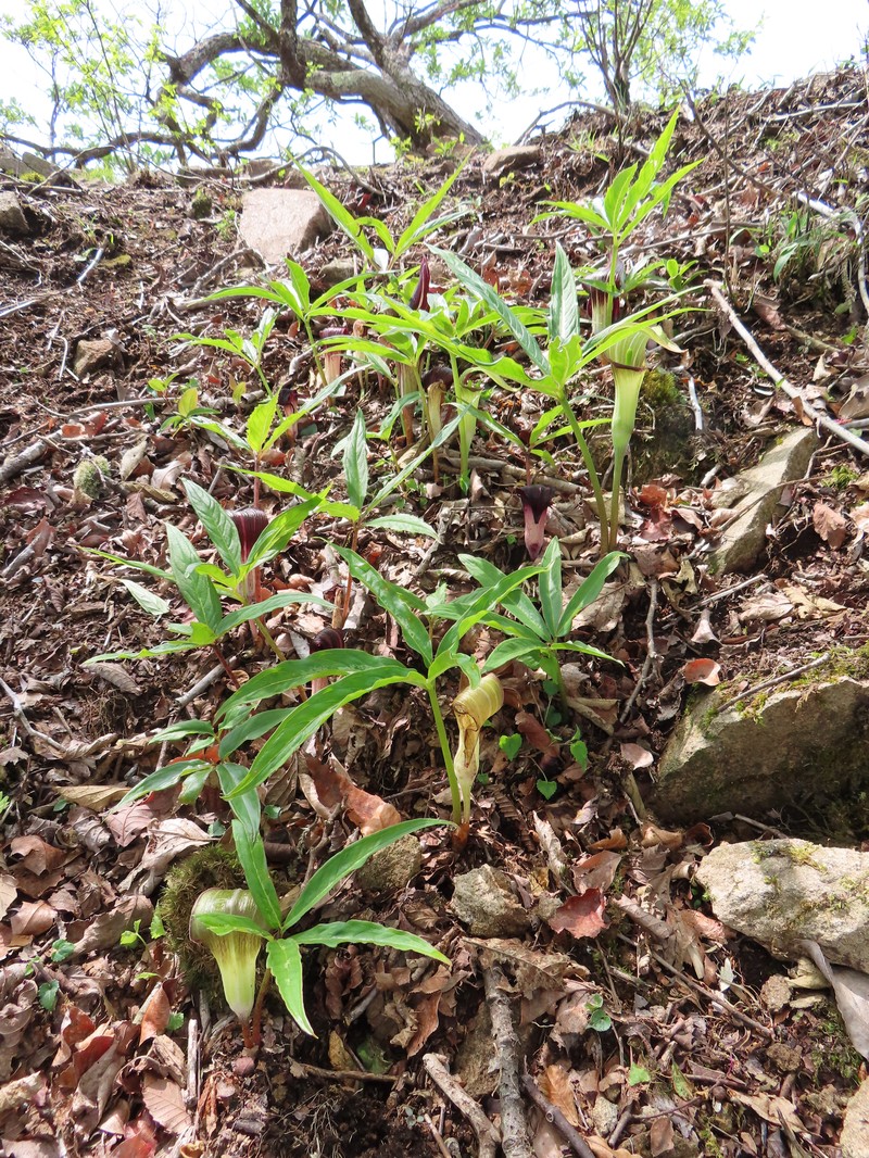 Arisaema seppikoense photo 8