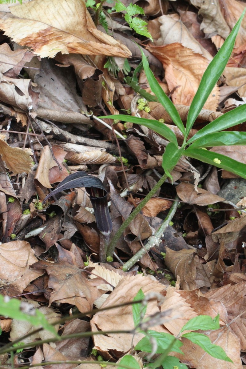 Arisaema seppikoense