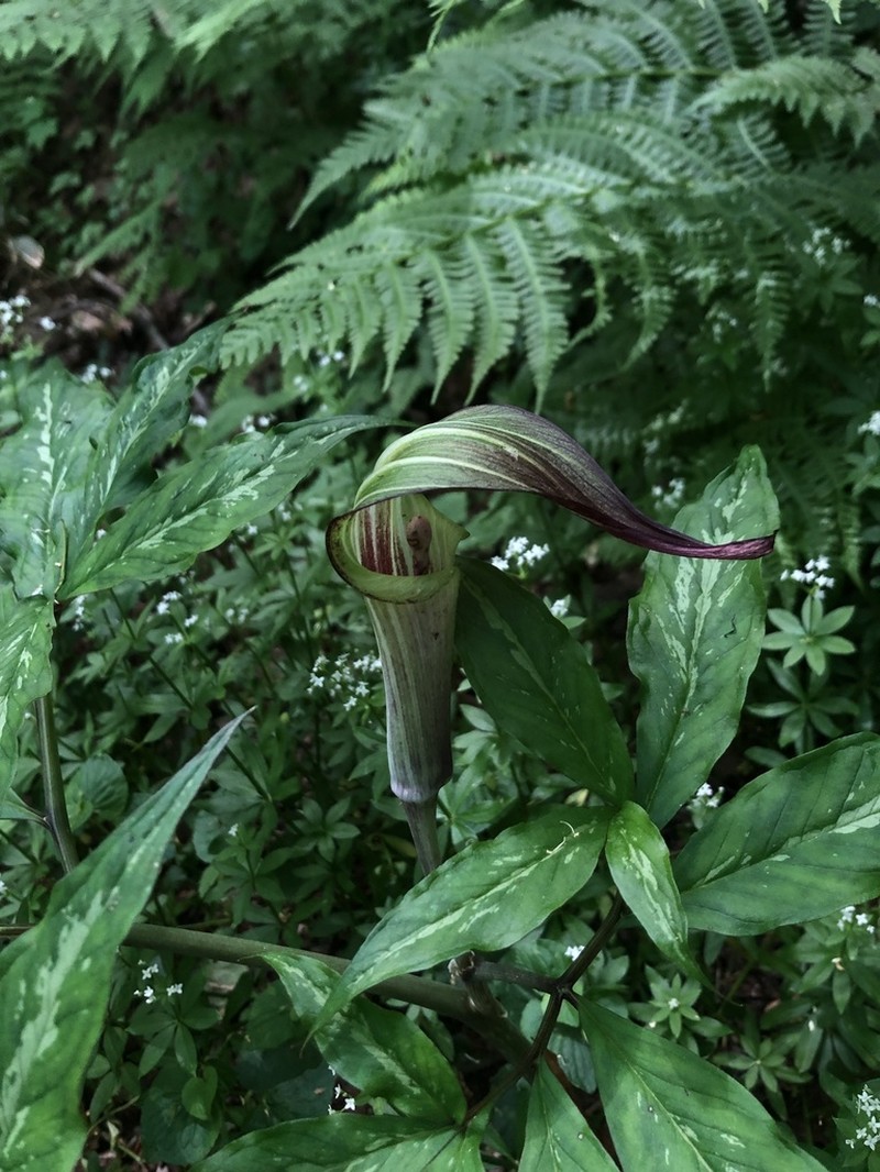 Arisaema serratum