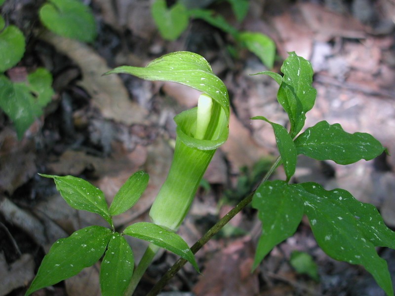 Arisaema serratum photo 2