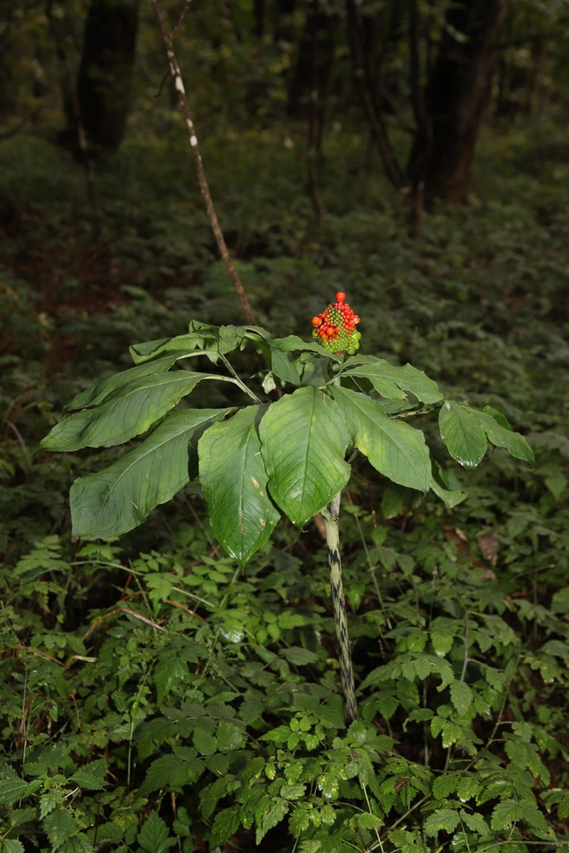 Arisaema serratum photo 3