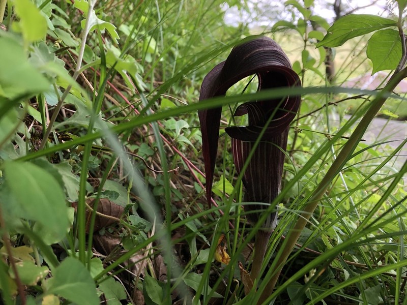 Arisaema serratum photo 4