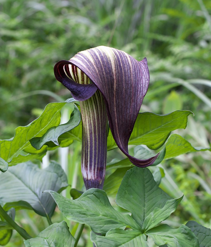 Arisaema serratum photo 5