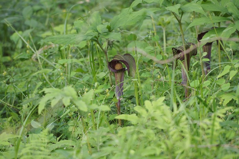 Arisaema serratum photo 6