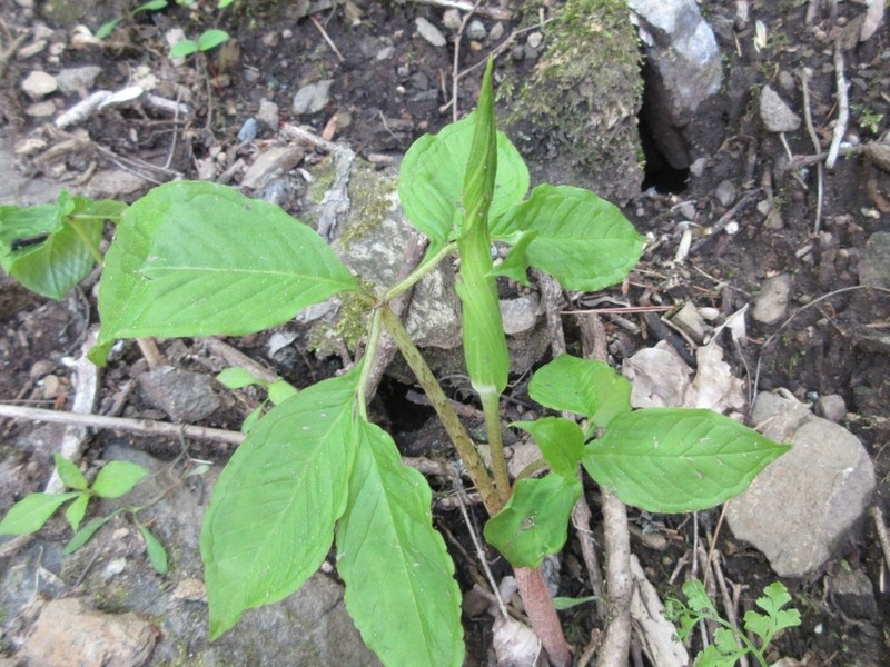 Arisaema serratum photo 8