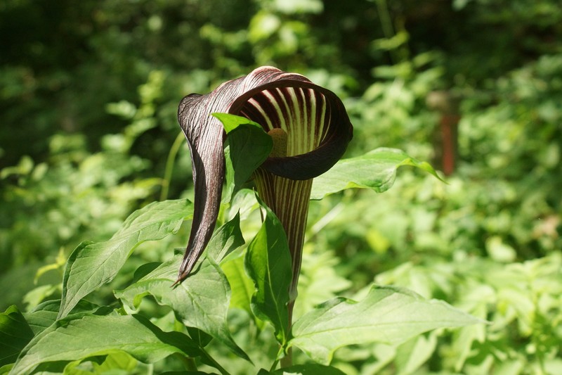 Arisaema serratum var. atropurpureum