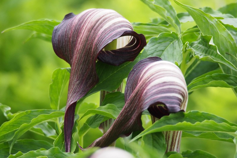 Arisaema serratum var. atropurpureum photo 3
