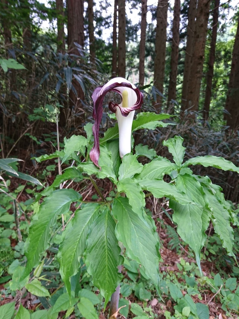 Arisaema serratum var. atropurpureum photo 4
