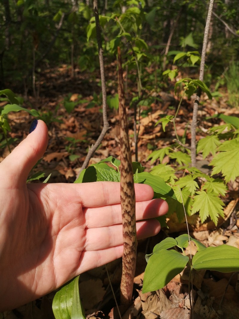 Arisaema serratum var. serratum photo 2