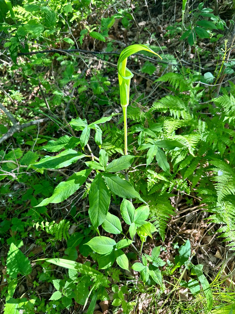 Arisaema serratum var. serratum photo 3