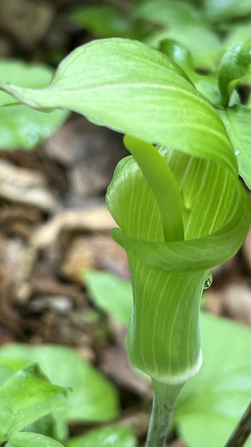 Arisaema serratum var. serratum photo 4
