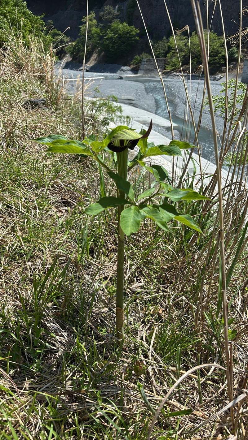 Arisaema serratum var. serratum photo 5