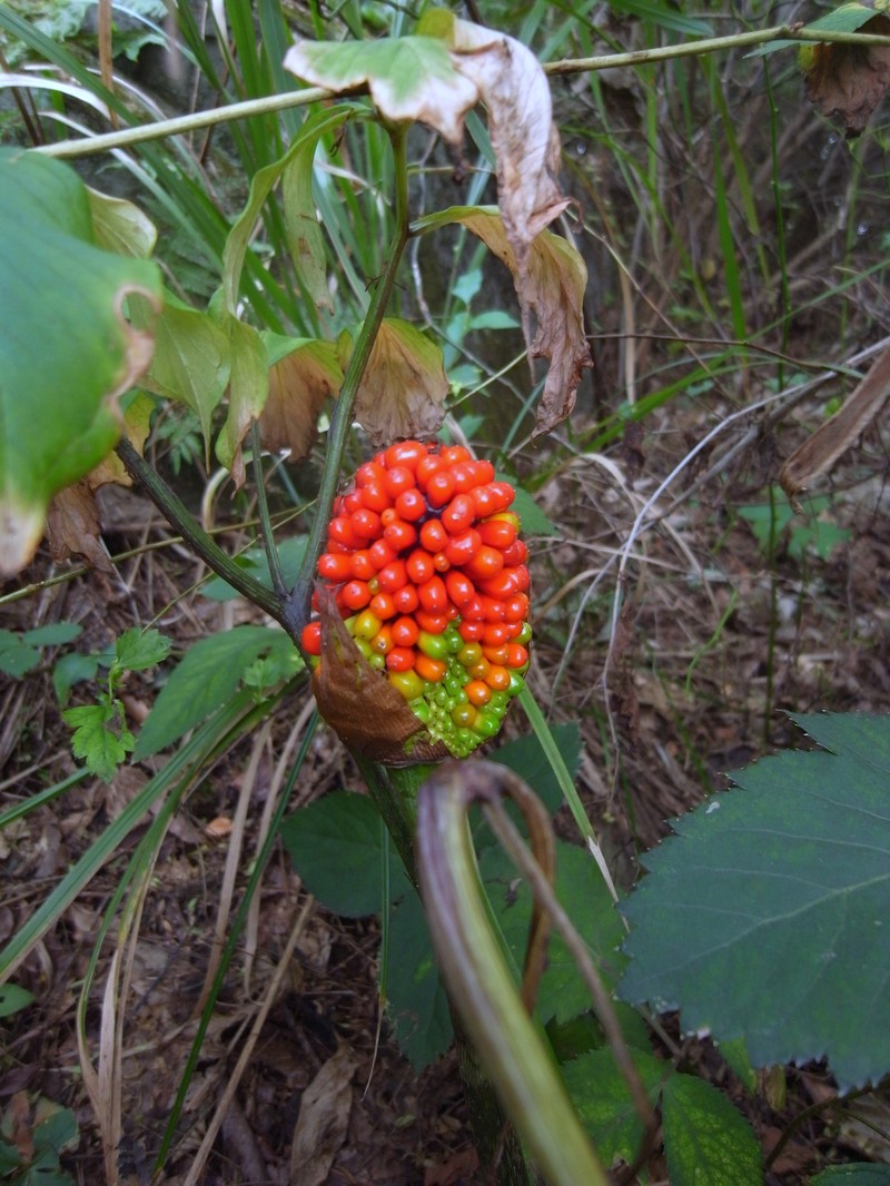 Arisaema serratum var. serratum