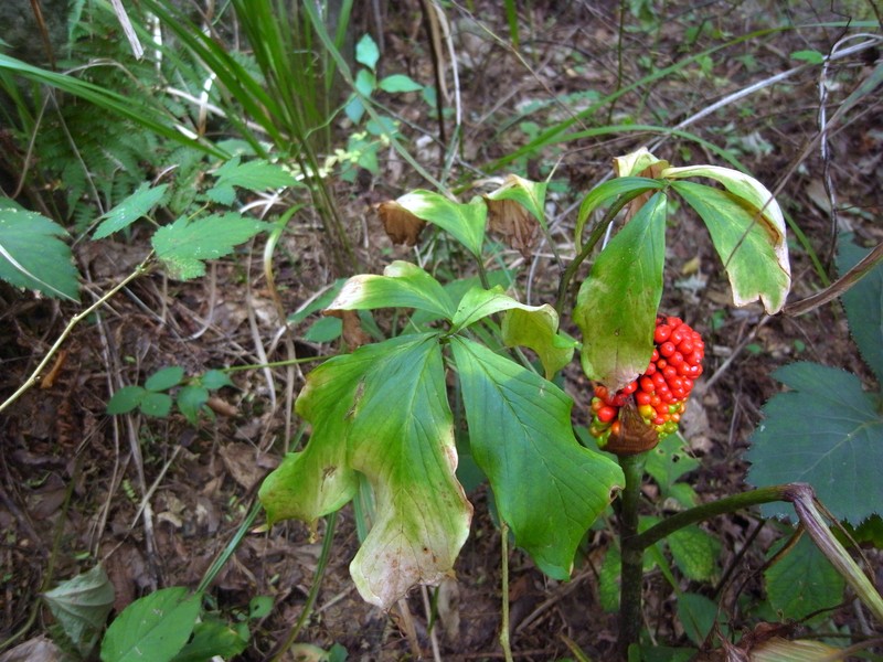 Arisaema serratum var. serratum photo 6
