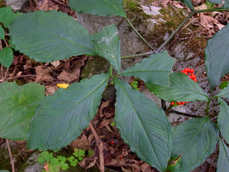 Arisaema serratum var. serratum photo 7