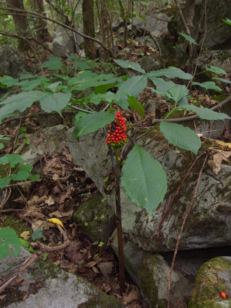 Arisaema serratum var. serratum photo 8