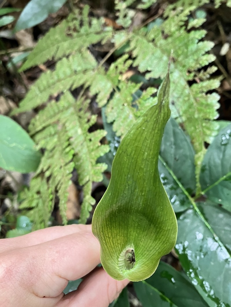 Arisaema siamicum