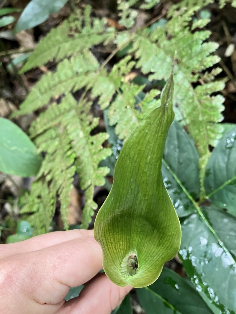 Arisaema siamicum photo 2