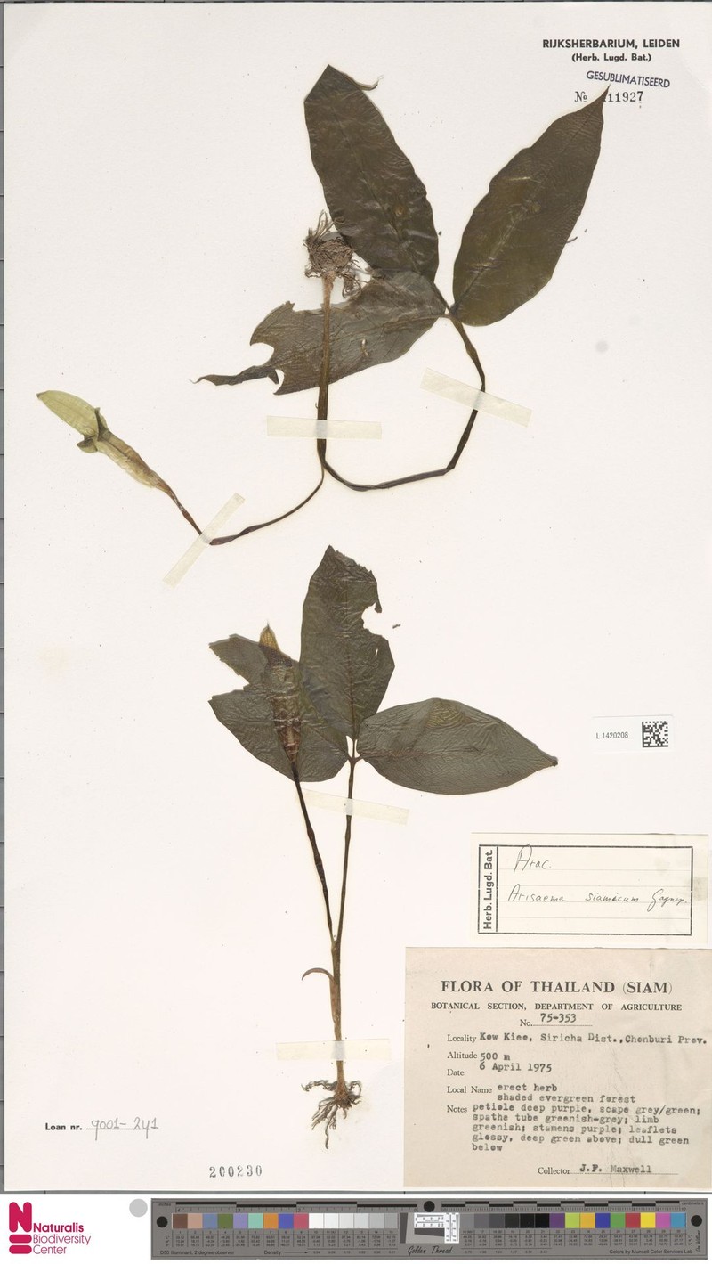 Arisaema siamicum photo 4