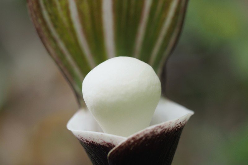 Arisaema sikokianum photo 2