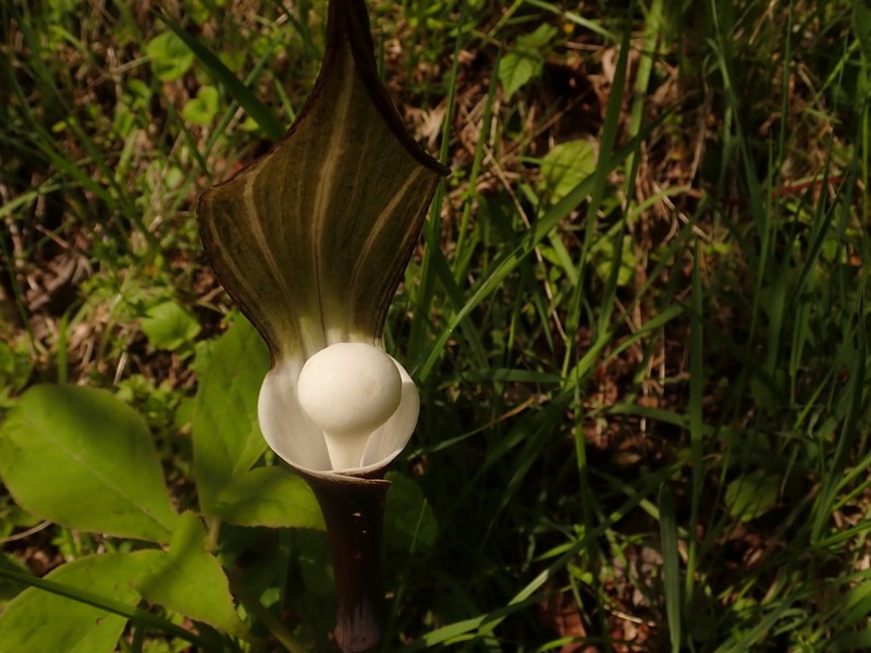 Arisaema sikokianum photo 3