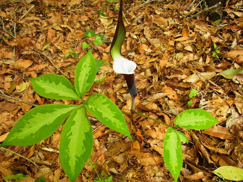 Arisaema sikokianum photo 4