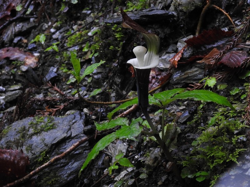 Arisaema sikokianum photo 5