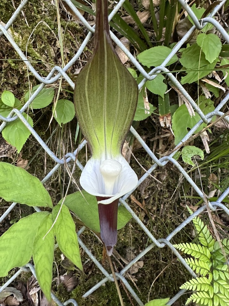 Arisaema sikokianum photo 6