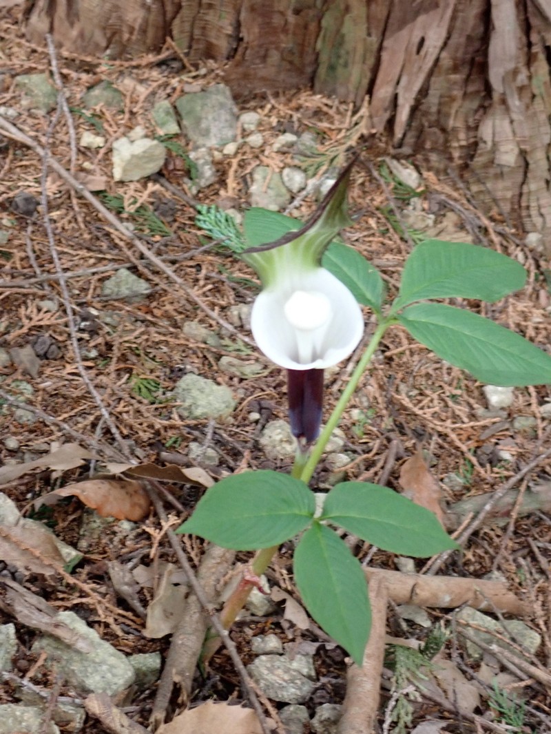 Arisaema sikokianum photo 7