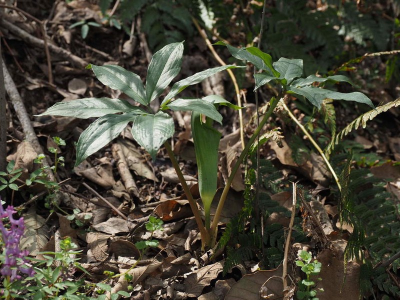 Arisaema silvestrii