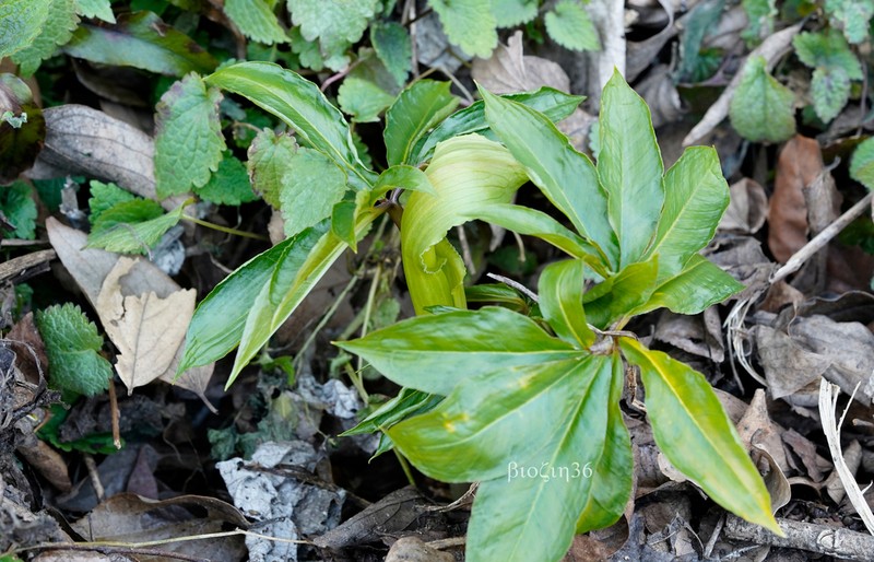 Arisaema silvestrii photo 2