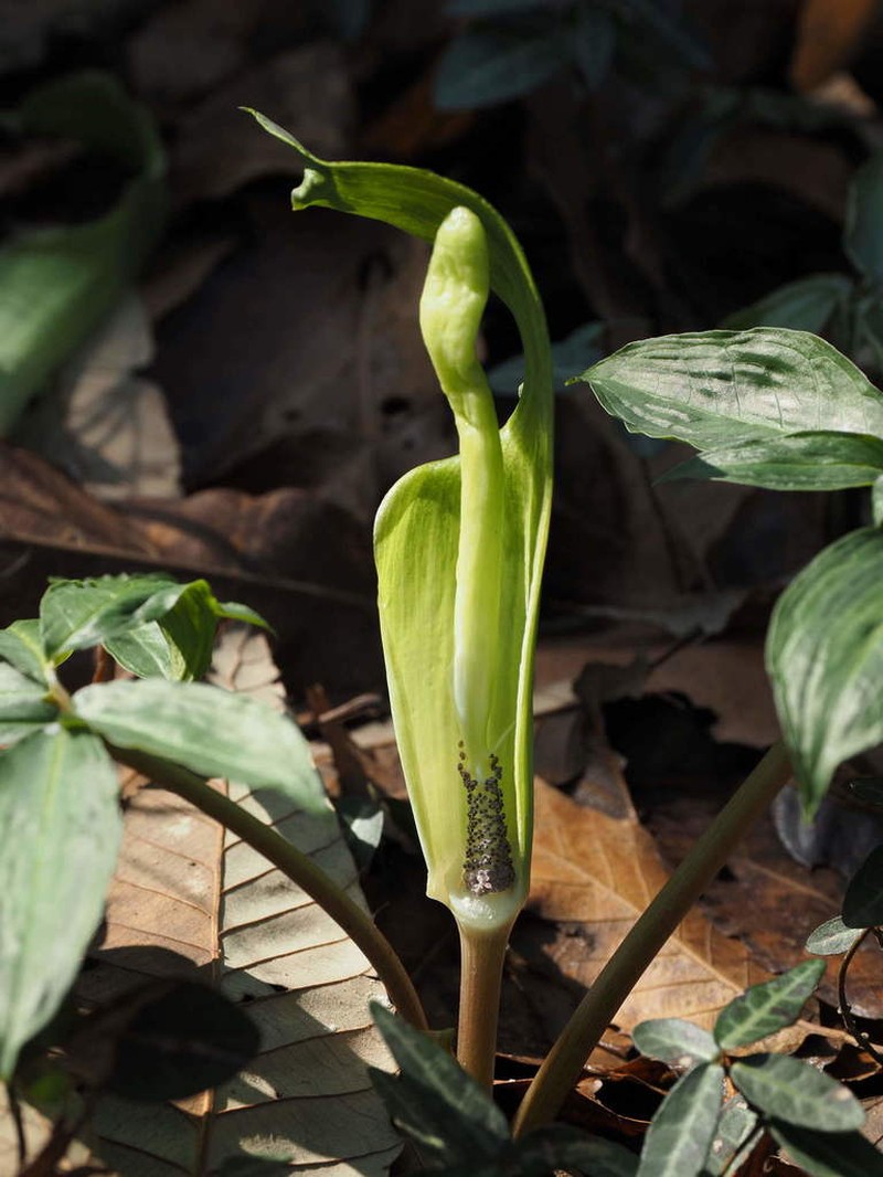 Arisaema silvestrii photo 3