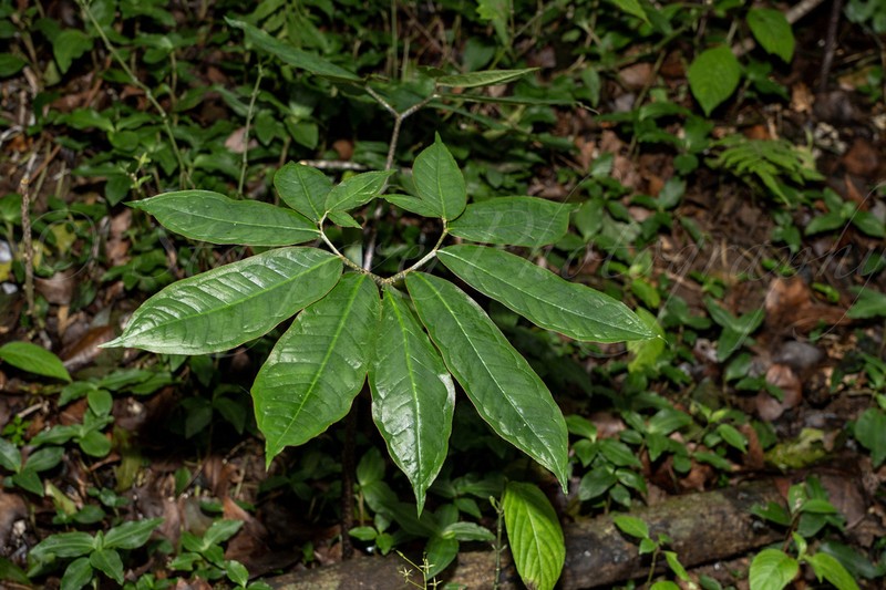 Arisaema silvestrii photo 4
