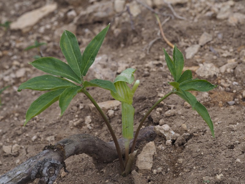 Arisaema silvestrii photo 5