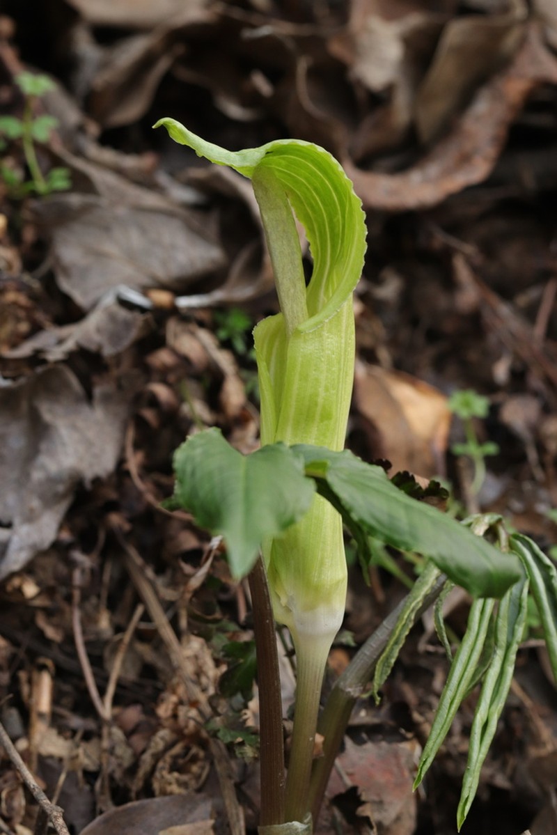 Arisaema silvestrii photo 6