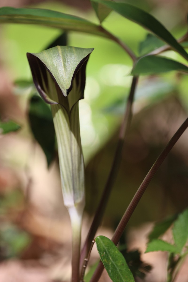 Arisaema silvestrii photo 7
