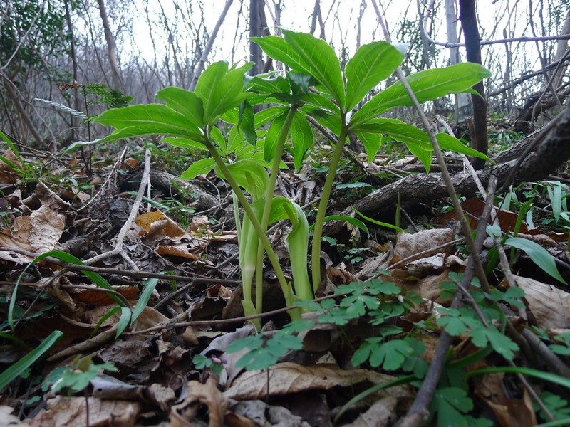 Arisaema silvestrii photo 8