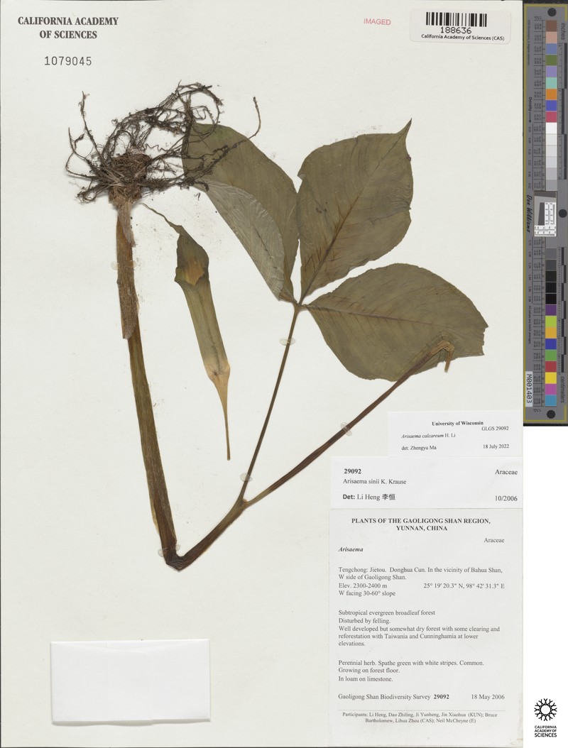 Arisaema sinii