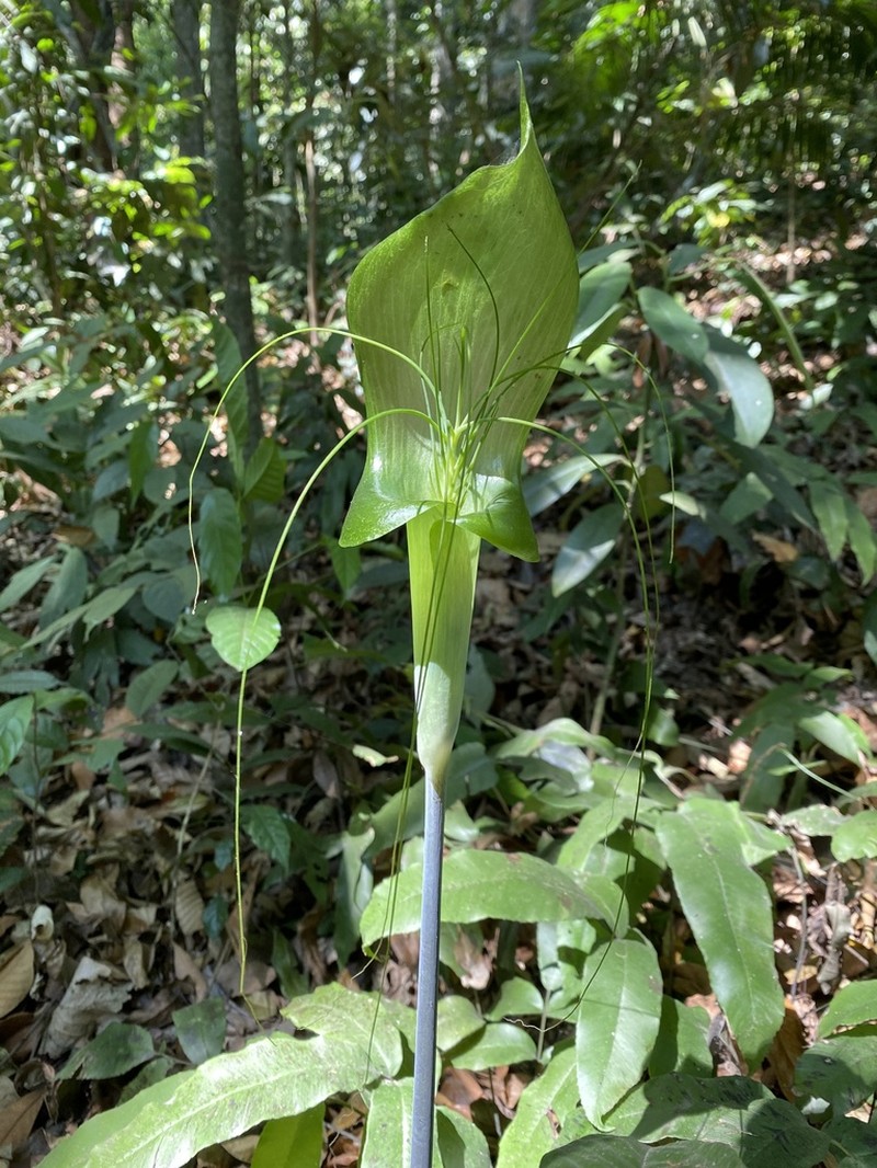 Arisaema smitinandii