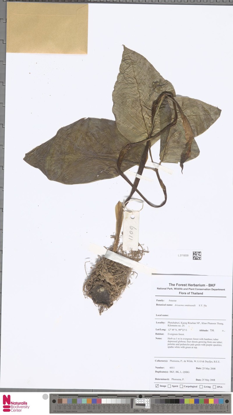 Arisaema smitinandii