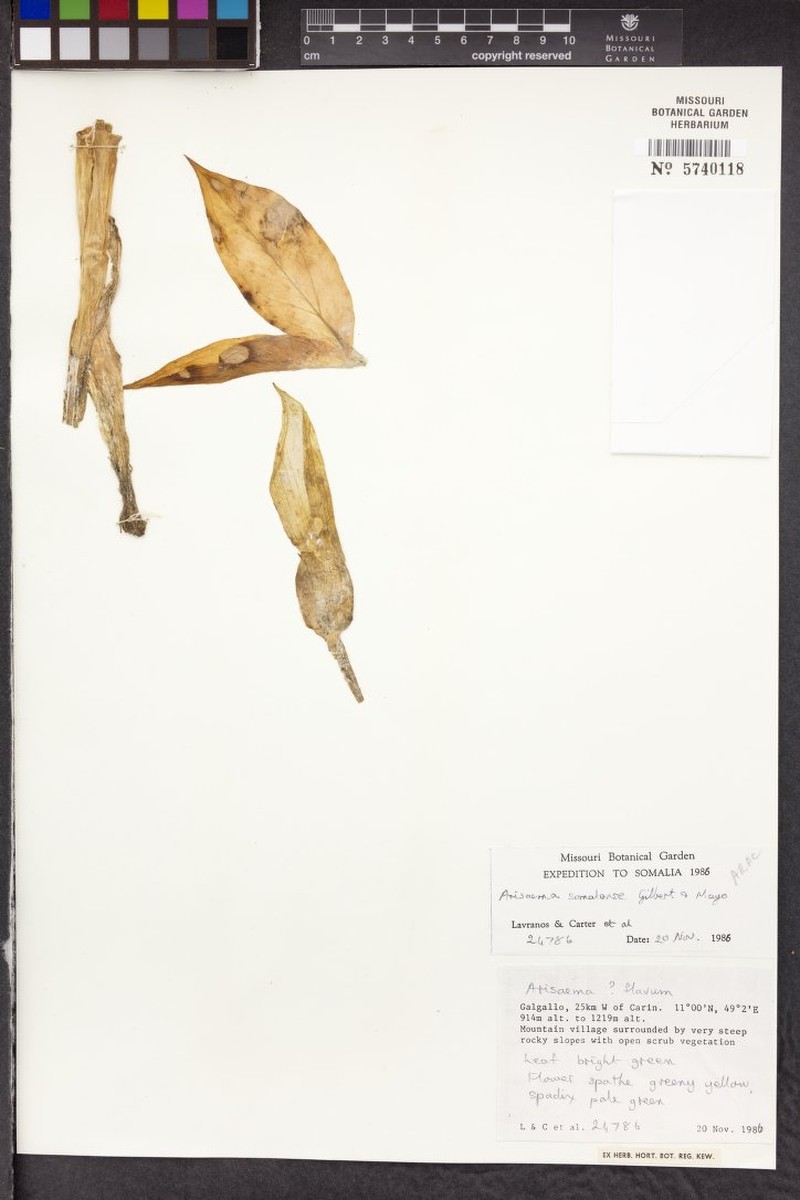 Arisaema somalense