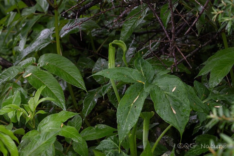 Arisaema souliei