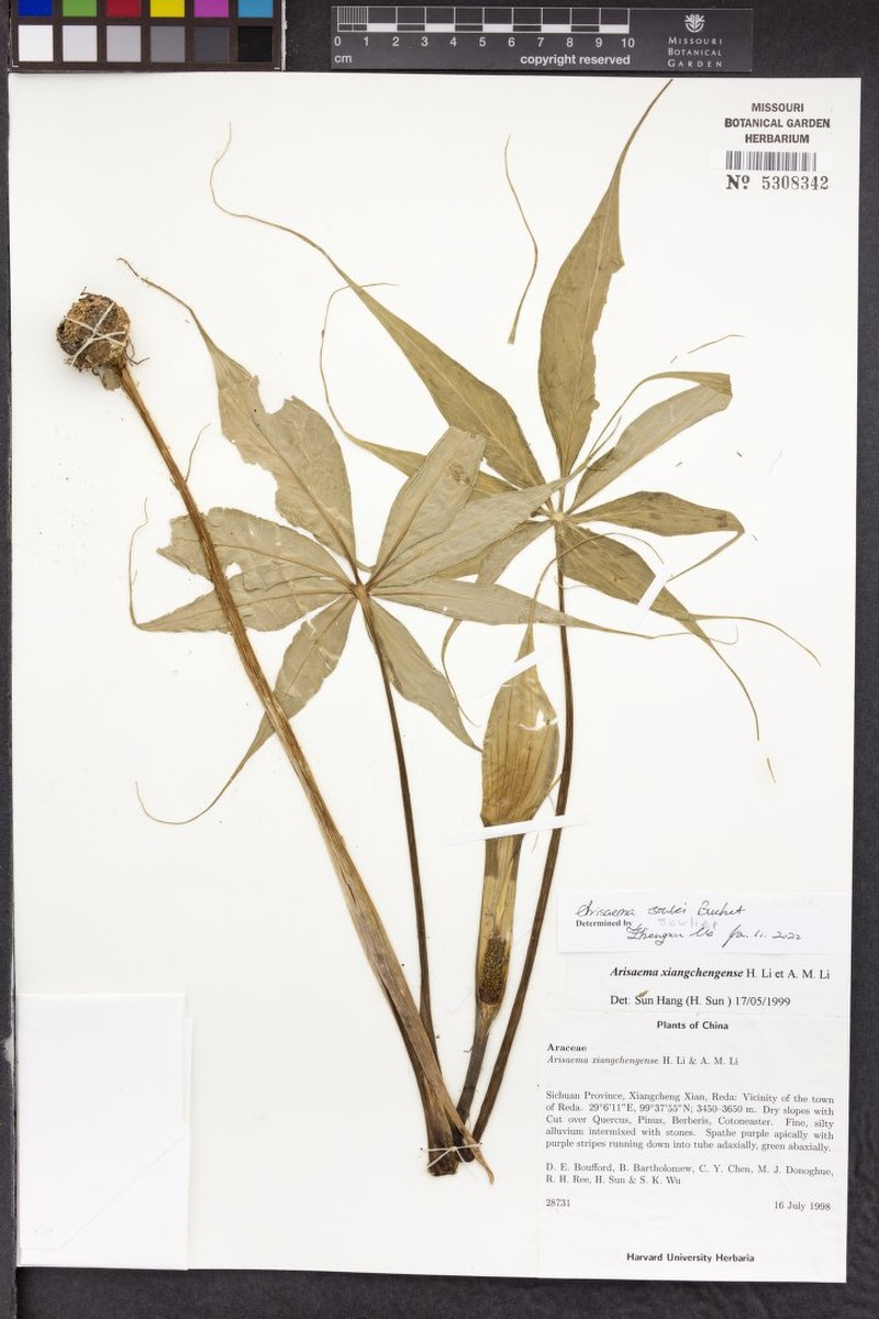 Arisaema souliei photo 3