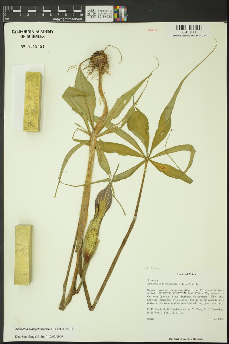Arisaema souliei