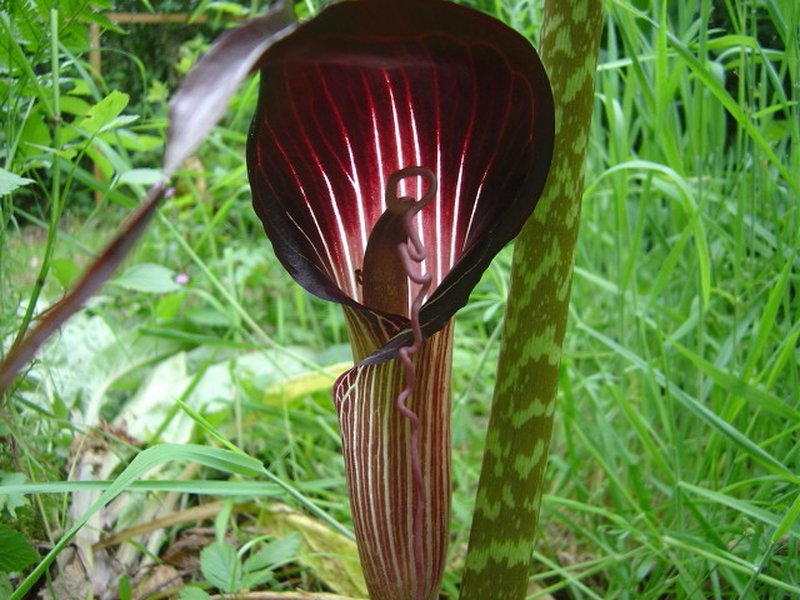 Cobralily photo 5