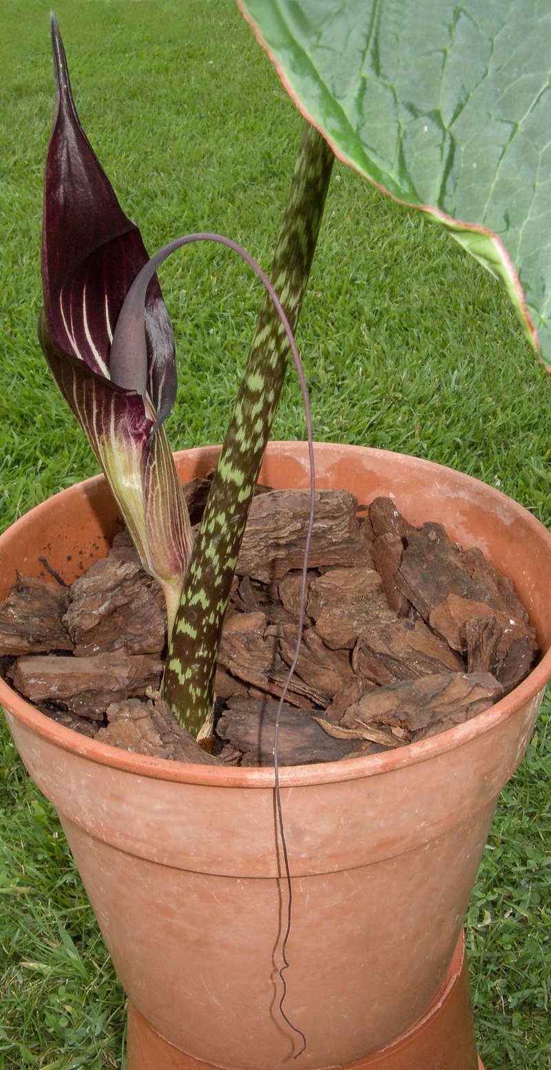 Cobralily photo 2