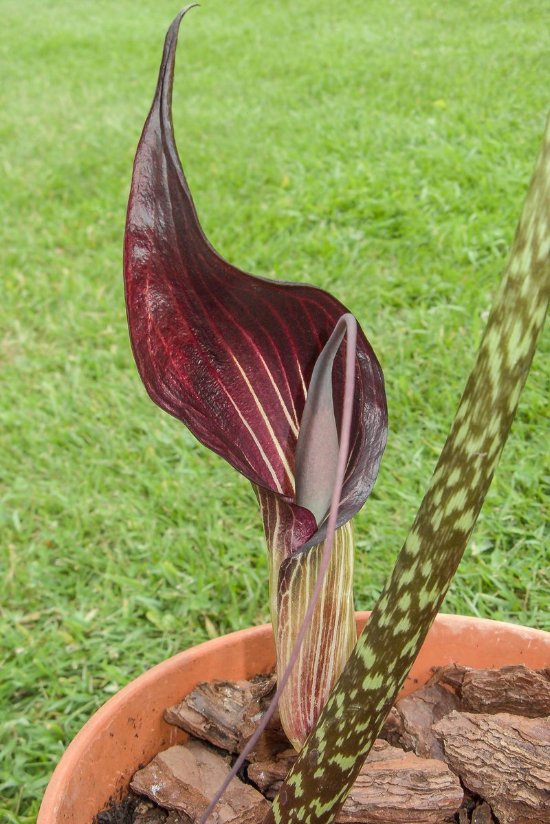 Cobralily photo 3